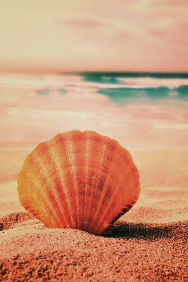 Раковина на летнем бережке обои