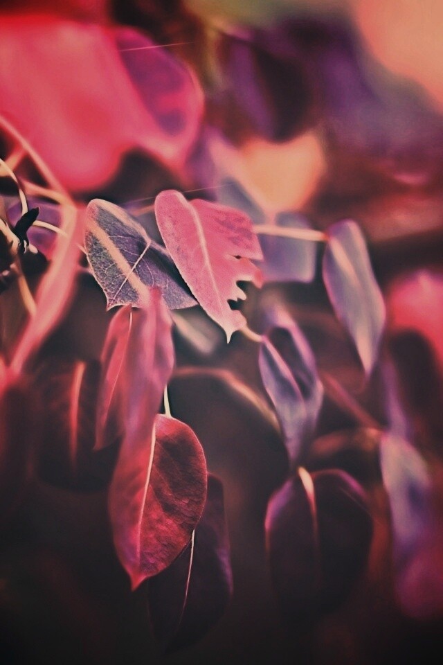 Фиолетовые листья обои