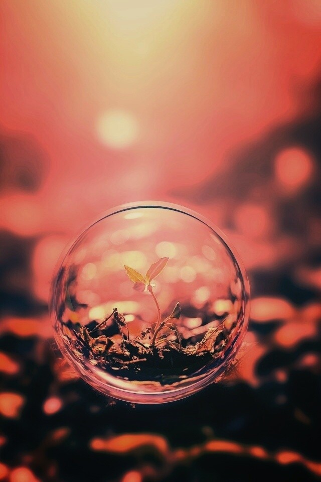 Росток в пузыре обои