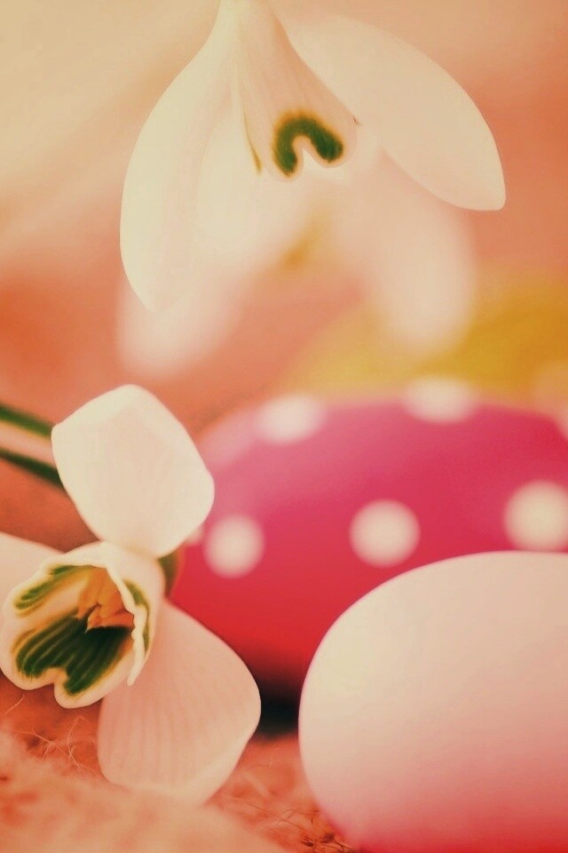 Белый цветок и яйца обои