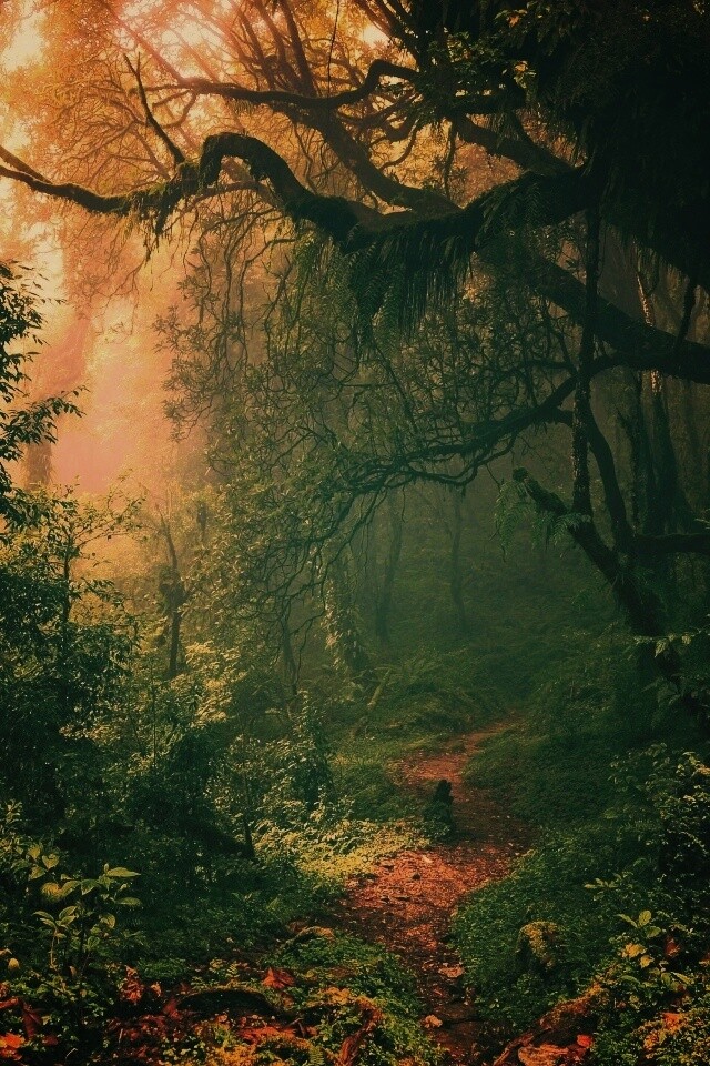 Зеленый лес обои