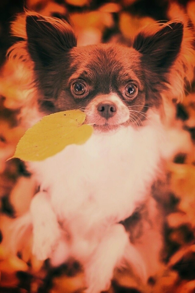 Собачка с листиком в зубах обои