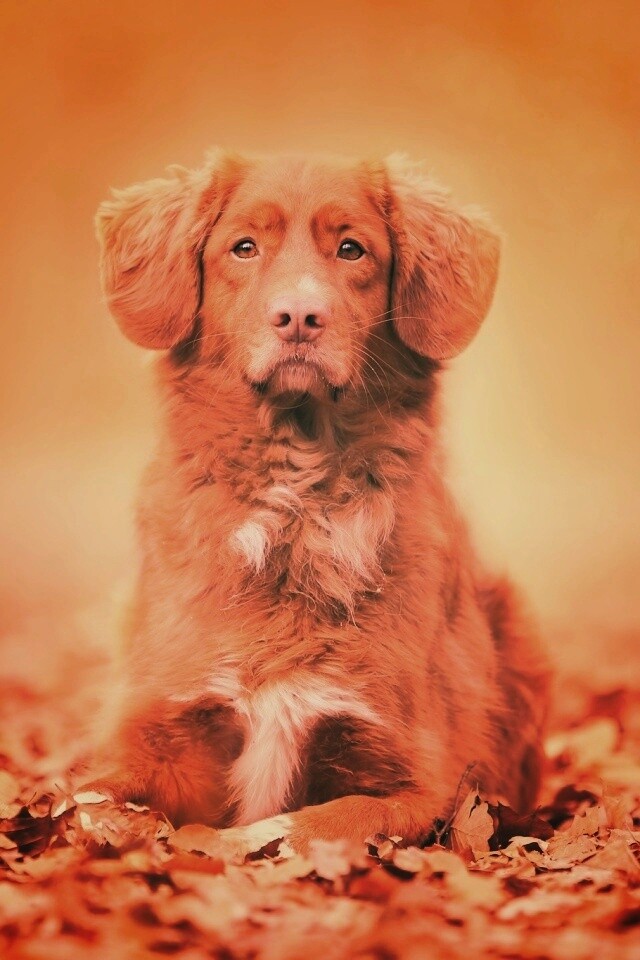 Осенний пес обои