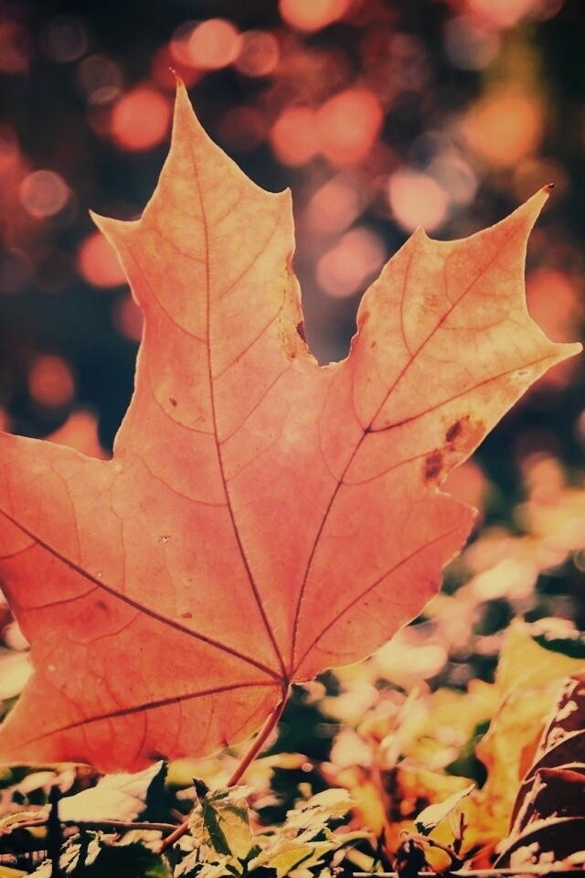 Желтый кленовый лист обои