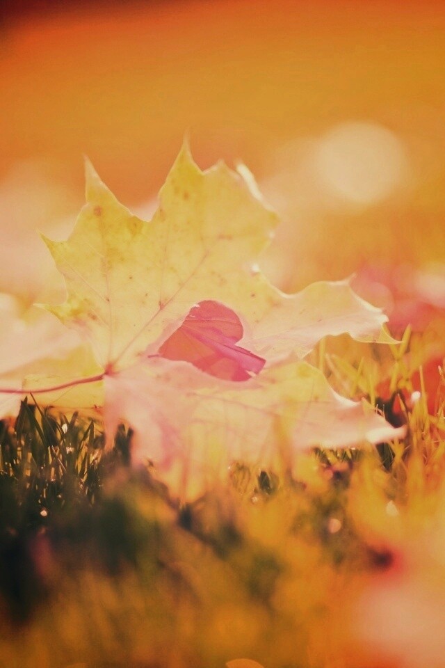 Листик в форме сердца обои