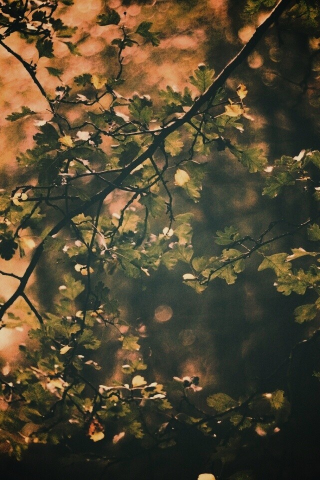 Дубовая зеленая листва обои