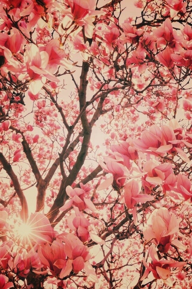 Магнолия обои