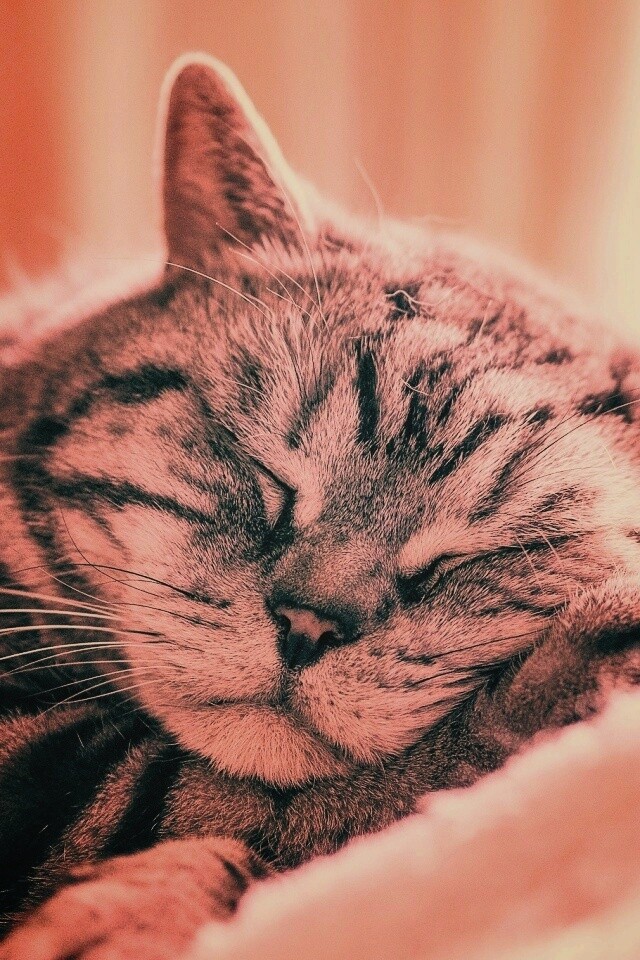 Спящий кошак обои