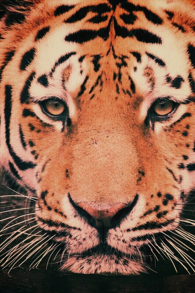 Купание тигра обои