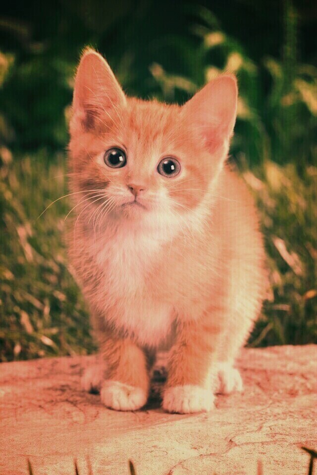 Котенок в саду обои