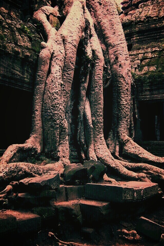 Мощные корни обои