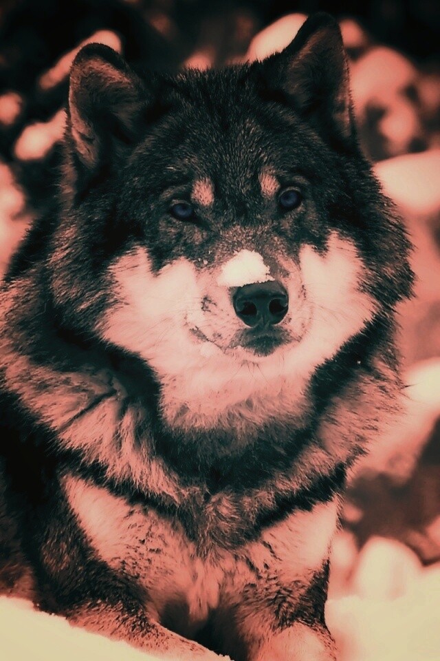 Волк с синими глазами обои