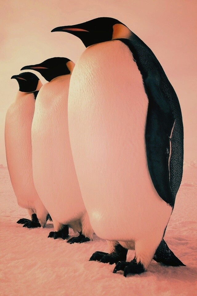 Слет пингвинов обои