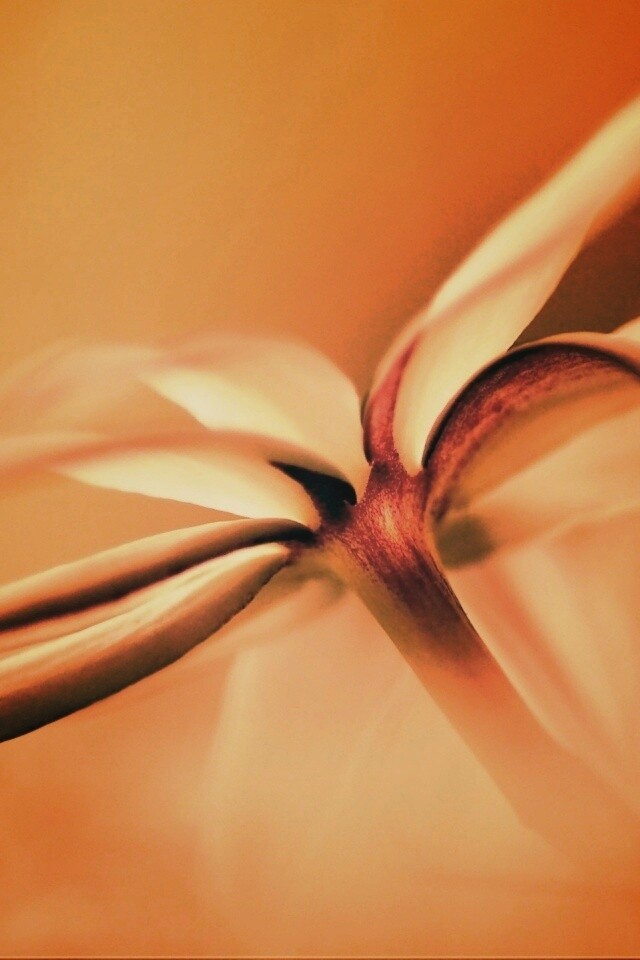 Цветок обои