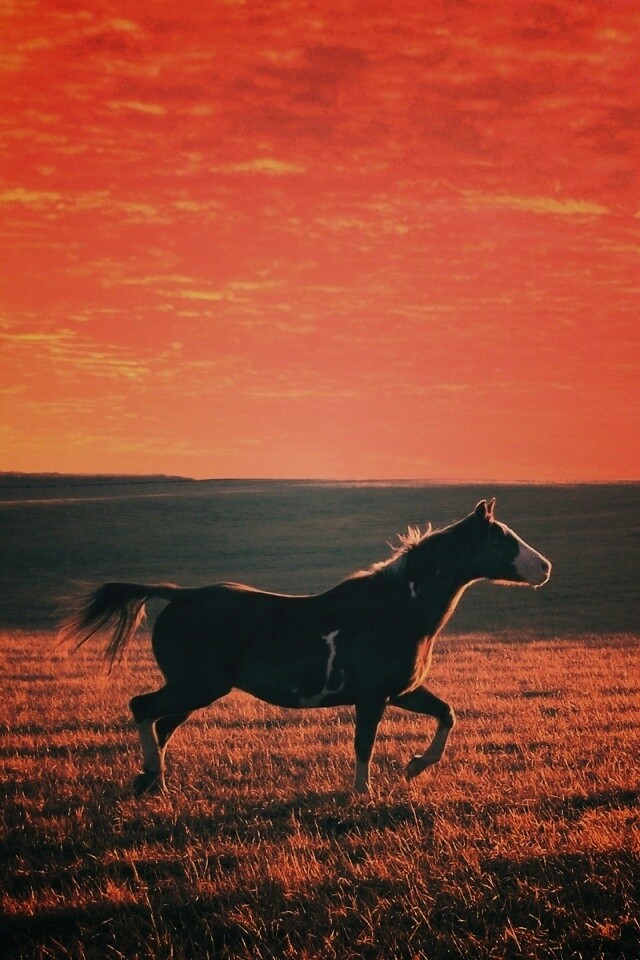 Мустанг обои