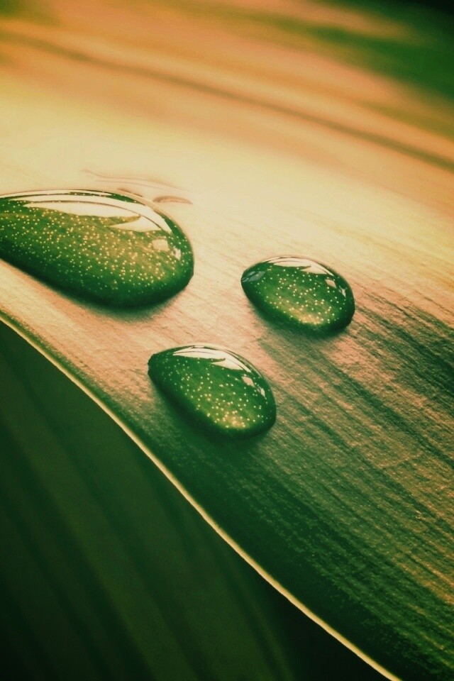 Капли на зеленом листе обои