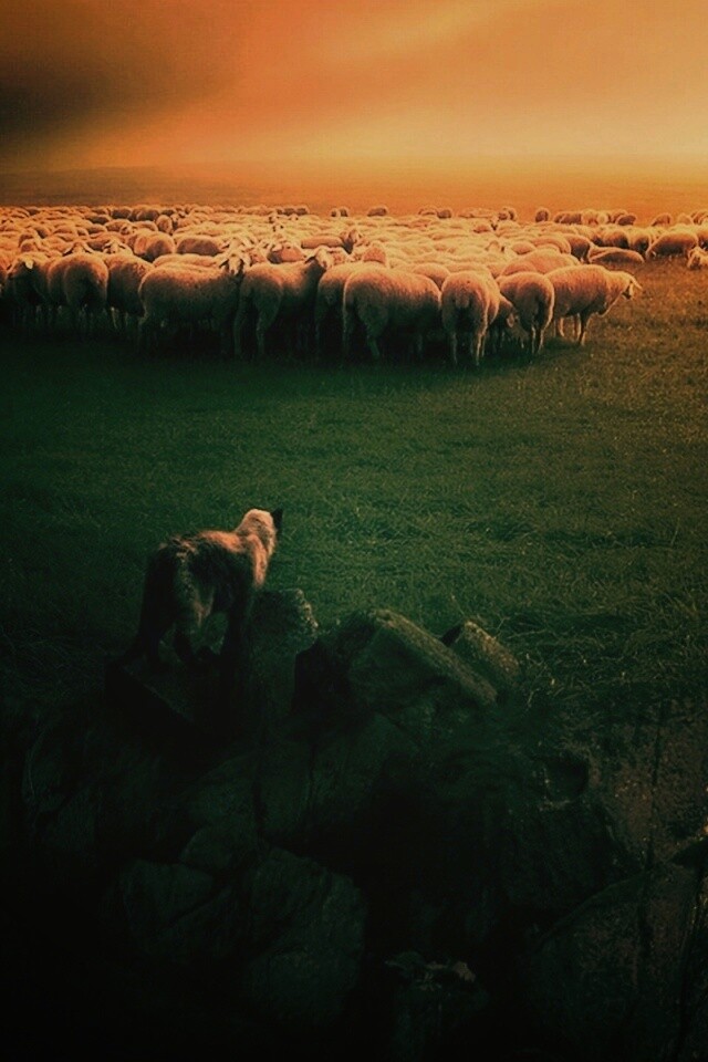 Волк и овцы обои