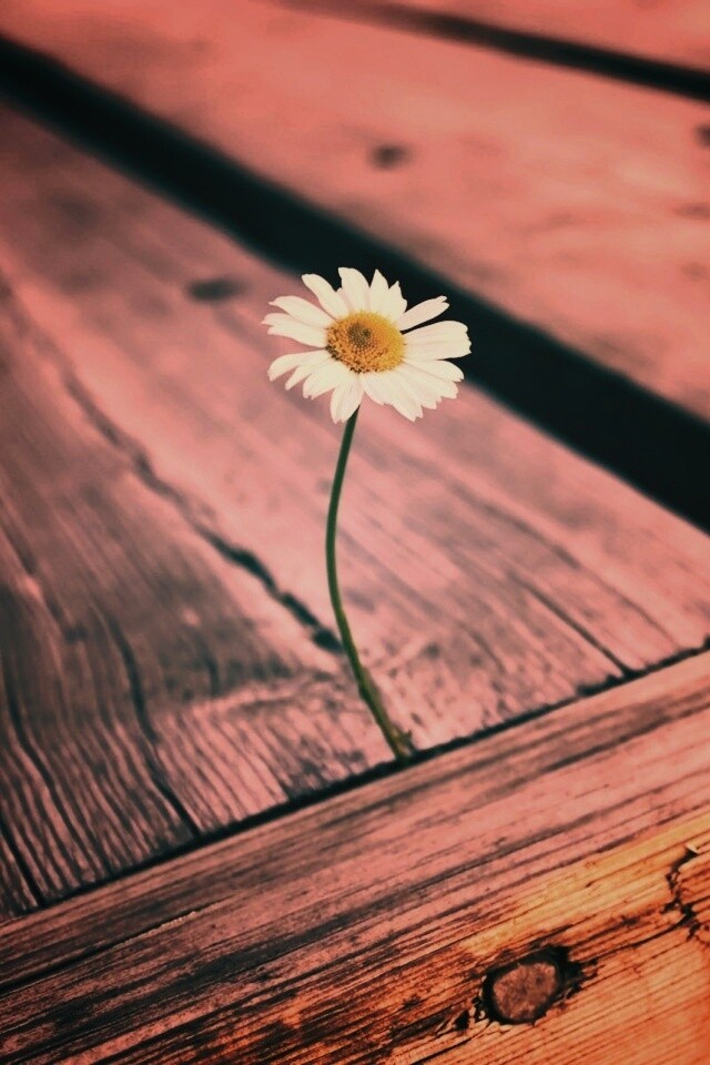 Жизнь среди смерти обои