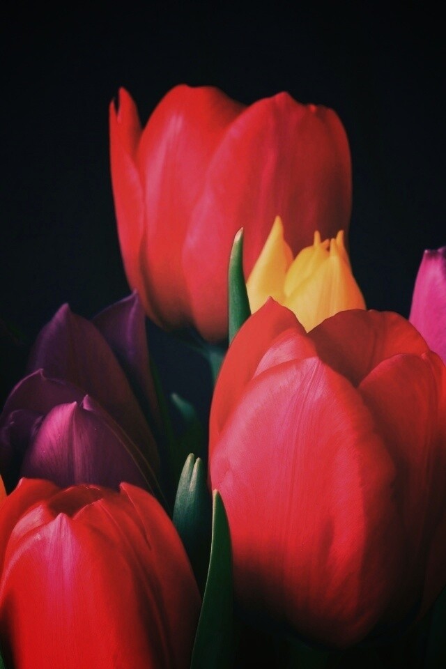 Тюльпаны обои