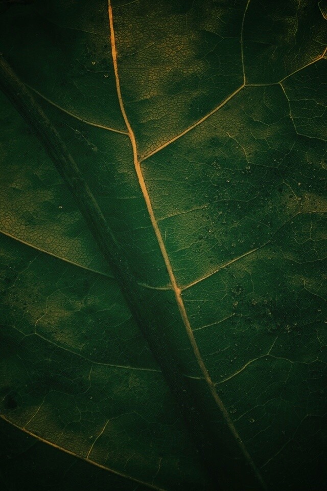 Макро зеленый лист обои