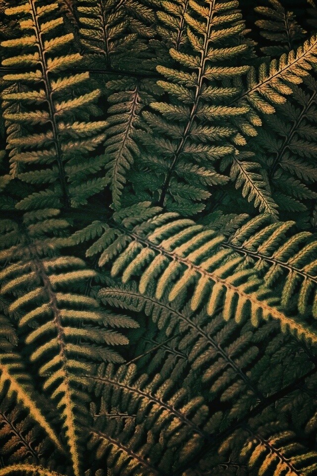 Папоротник обои