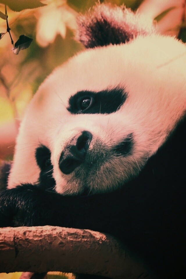 Грустный панда обои