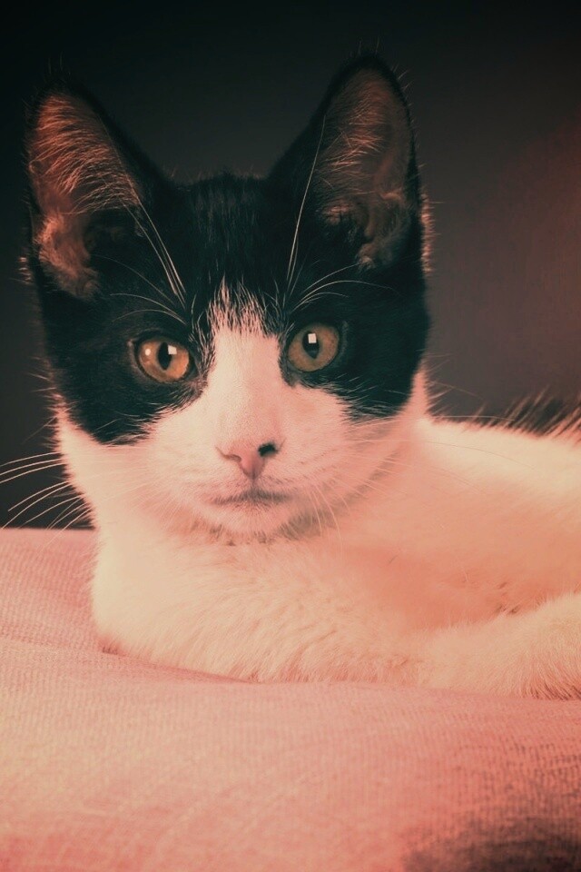 Кот на подушке обои