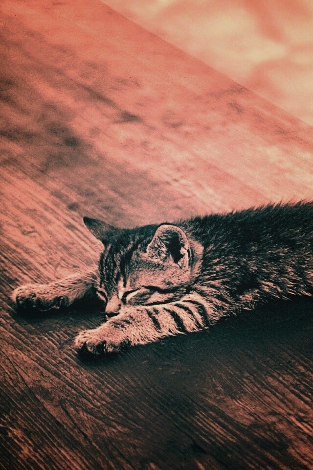 Растянувшийся кошара обои