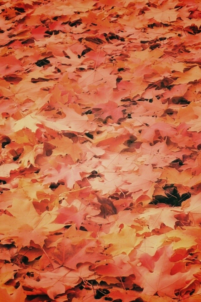 Листья клена обои