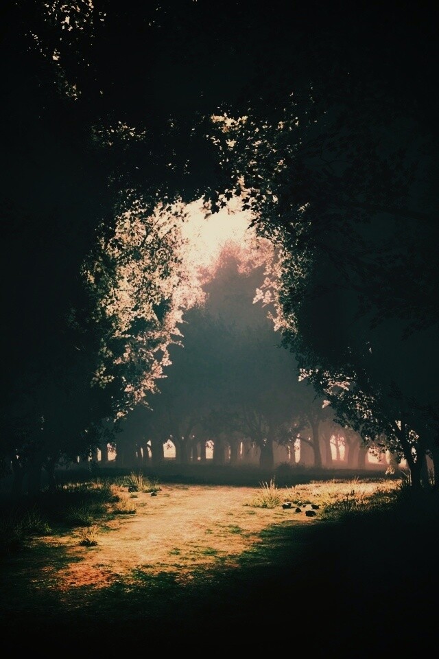 Сумерки в волшебном лесу обои