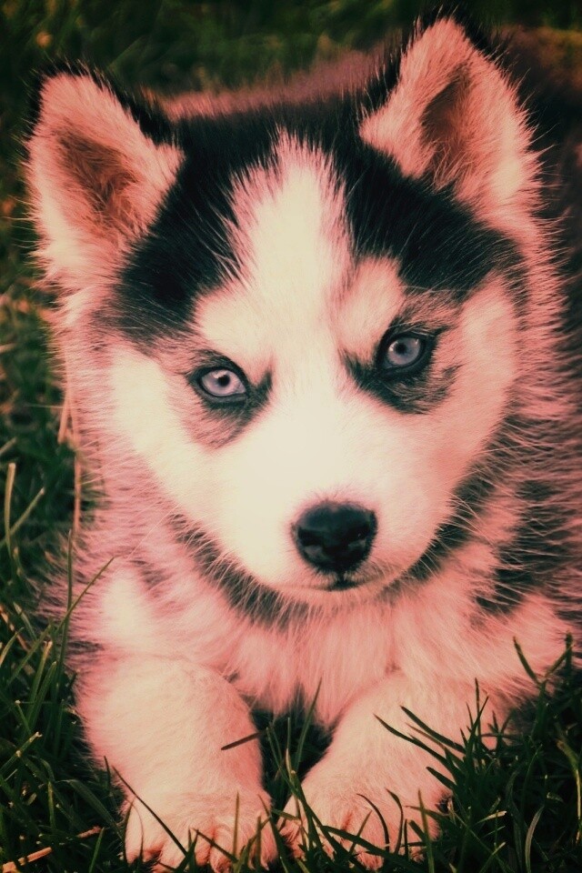 Голубоглазый щенок хаски обои