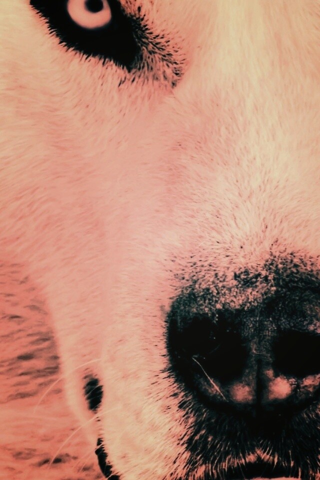 Сибирский хаски обои