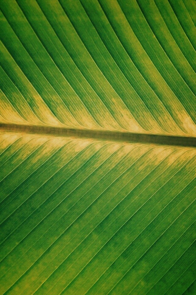 Пальмовый лист на солнце обои