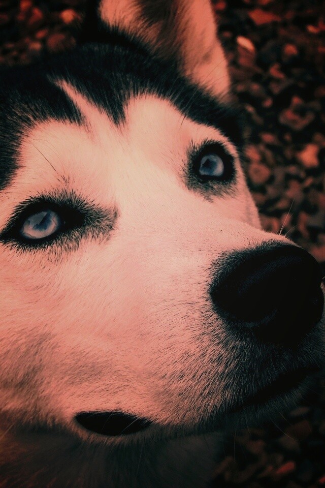 Собака хаски обои