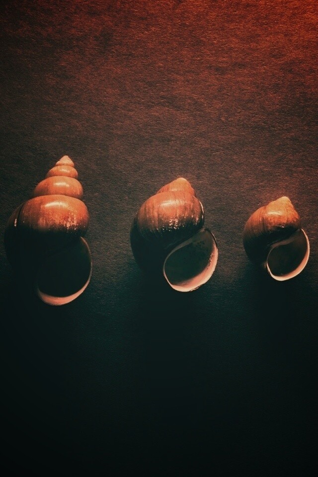 Раковины обои