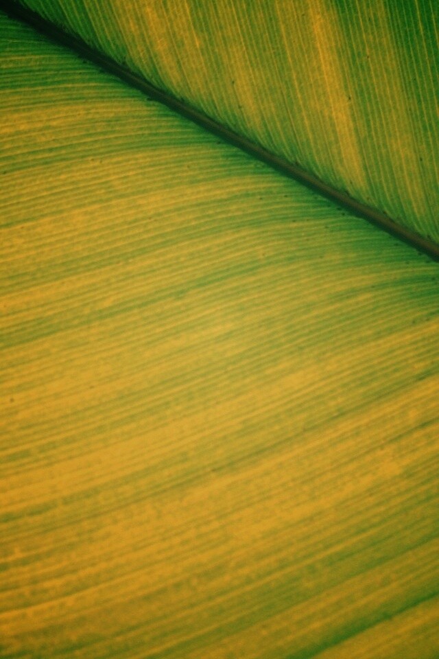 Зеленый лист обои