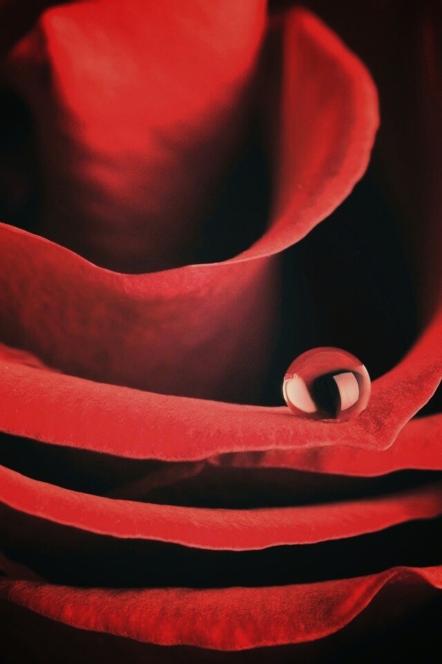 Капля воды на лепестке розы обои