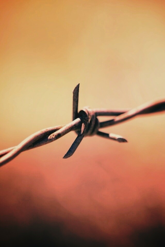 Фото колючей проволоки обои