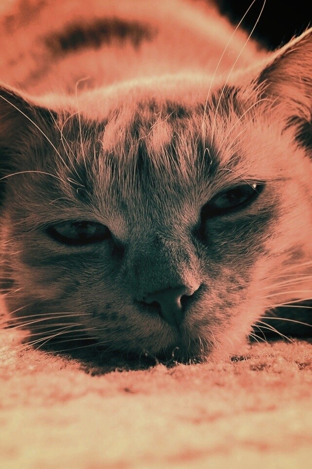 Кошара обои