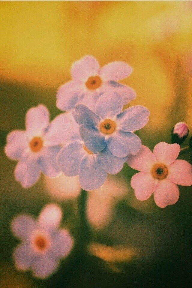 Обои цветов обои