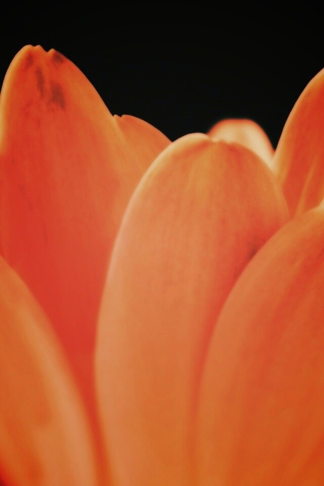 Цветочные лепестки обои