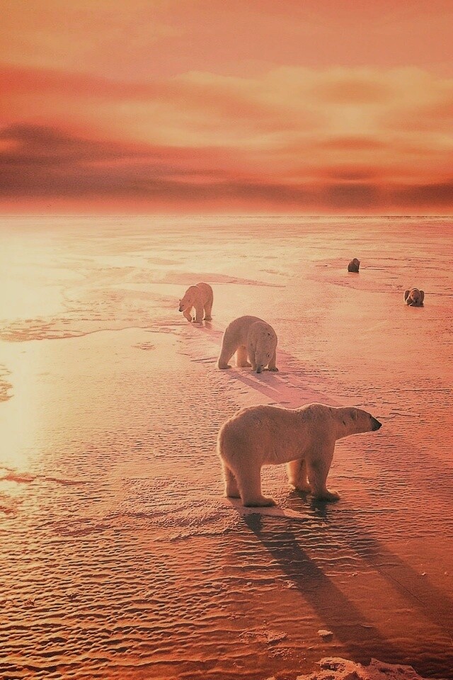 Полярные медведи обои