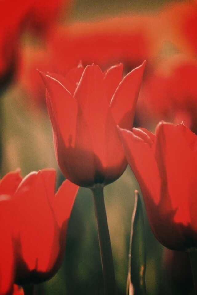 Красные цветы обои