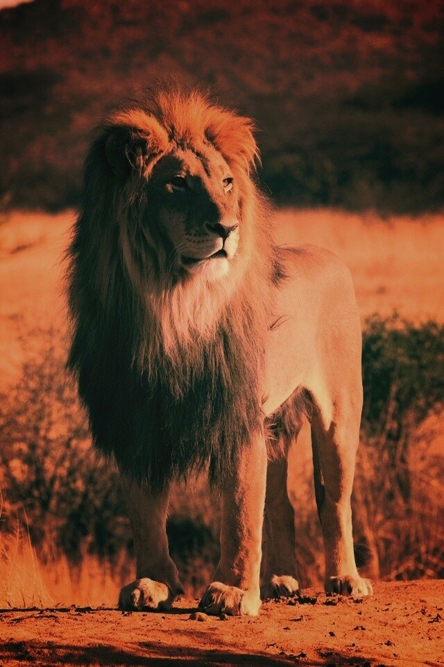 Царь зверей обои