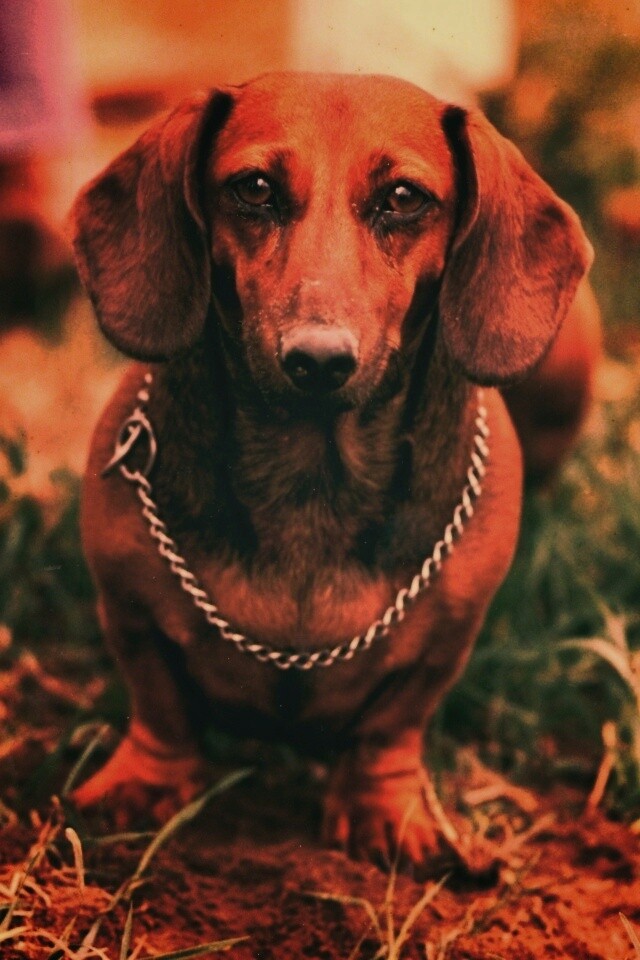 Рыжая такса обои