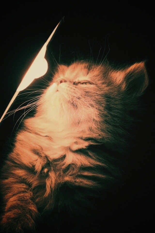 Котя на свету обои