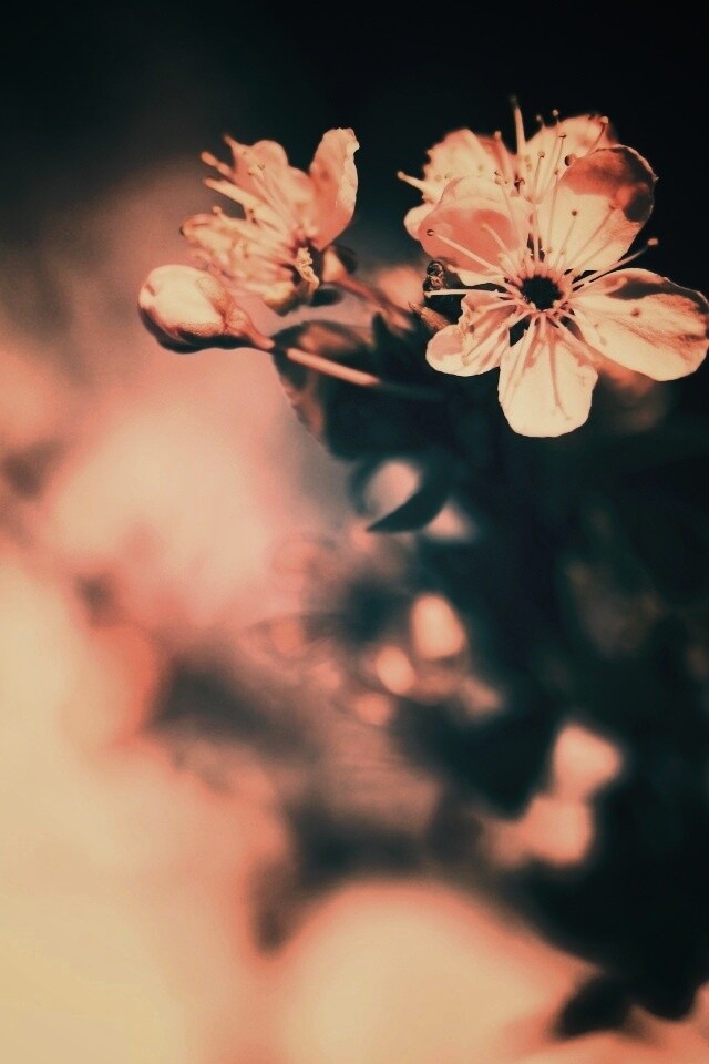 Цветок вишни обои