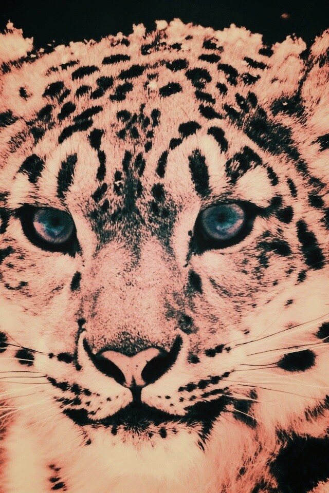 Снежный барс обои