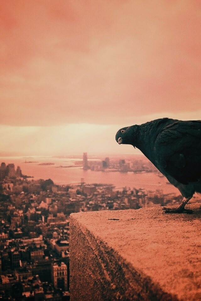 Любознательный голубь обои