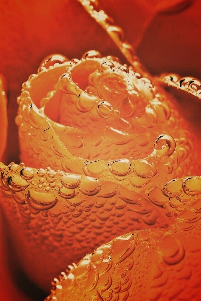 Мокрый желтый цветок обои